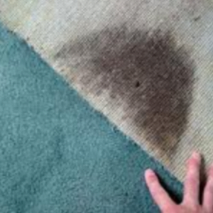 mould removal